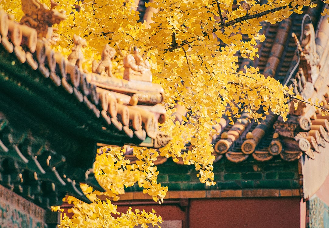 Explore The Forbidden City